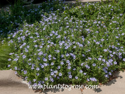 Wild Petunia (Ruellia humilis)
 The following set of pictures are taken where Ruellia was growing happily in a parking median.